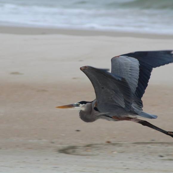 Meet your Posher, Cheryl - Picture 1 of 1